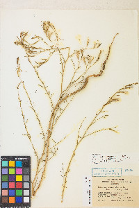 Epilobium brachycarpum image