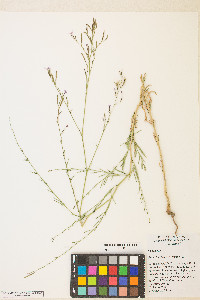 Epilobium brachycarpum image