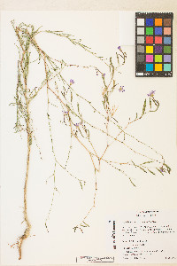 Epilobium brachycarpum image