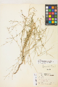 Epilobium brachycarpum image