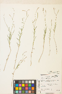 Epilobium brachycarpum image