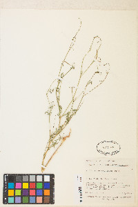 Epilobium brachycarpum image