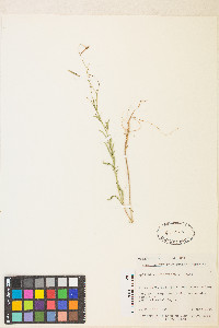 Epilobium brachycarpum image