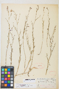 Epilobium brachycarpum image