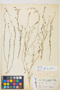 Epilobium brachycarpum image