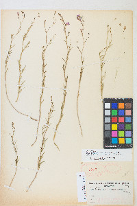 Epilobium brachycarpum image