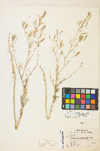 Epilobium brachycarpum image