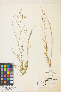 Epilobium brachycarpum image