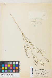 Epilobium brachycarpum image
