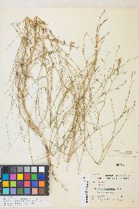 Epilobium brachycarpum image