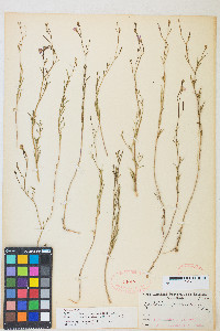 Epilobium brachycarpum image