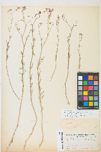 Epilobium brachycarpum image