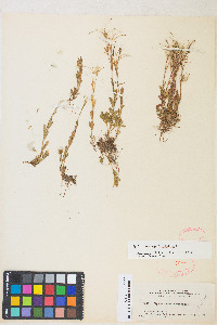 Epilobium anagallidifolium image