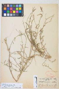 Epilobium brachycarpum image