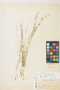 Epilobium brachycarpum image