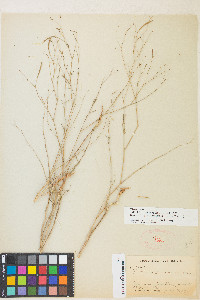 Epilobium brachycarpum image