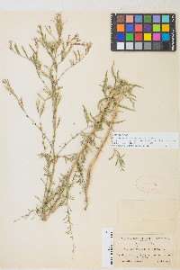 Epilobium brachycarpum image