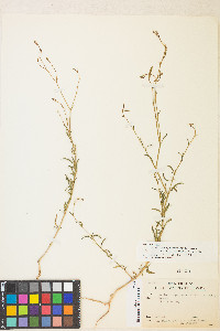 Epilobium brachycarpum image