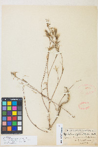 Epilobium brachycarpum image