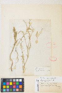 Epilobium brachycarpum image