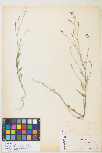 Epilobium brachycarpum image