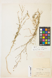 Epilobium brachycarpum image