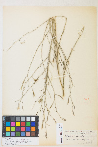 Epilobium brachycarpum image