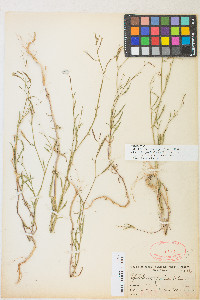 Epilobium brachycarpum image