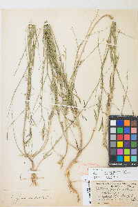 Epilobium brachycarpum image