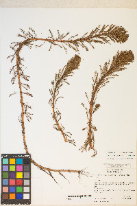 Myriophyllum aquaticum image