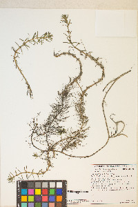 Myriophyllum hippuroides image