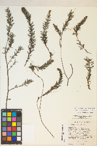 Myriophyllum quitense image