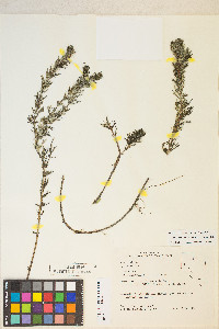 Myriophyllum quitense image