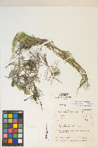 Myriophyllum sibiricum image