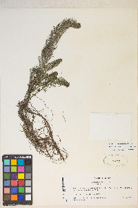 Myriophyllum sibiricum image