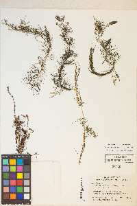 Myriophyllum sibiricum image