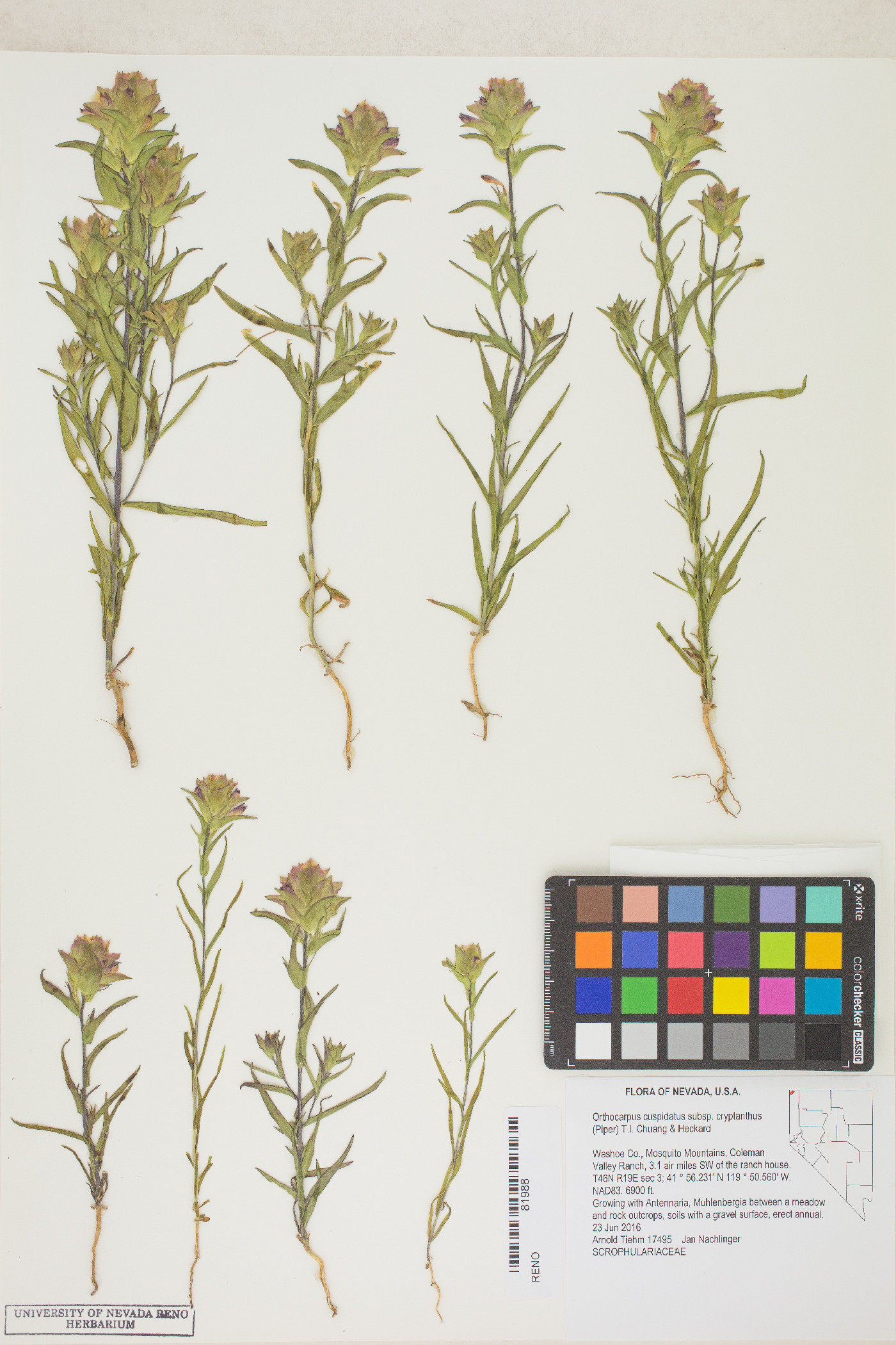Orthocarpus cuspidatus var. cryptanthus image