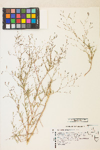 Epilobium brachycarpum image