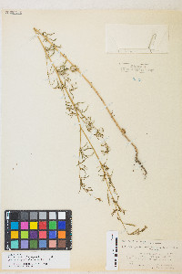 Epilobium brachycarpum image