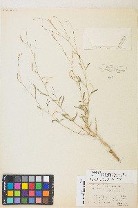 Epilobium brachycarpum image