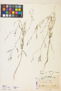 Epilobium brachycarpum image