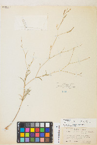 Epilobium brachycarpum image