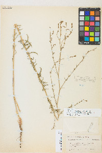 Epilobium brachycarpum image