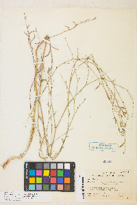 Epilobium brachycarpum image