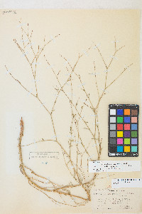 Epilobium brachycarpum image