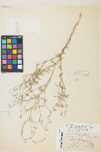 Epilobium brachycarpum image