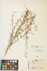 Epilobium brachycarpum image