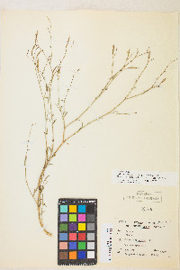 Epilobium brachycarpum image