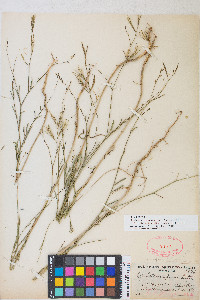 Epilobium brachycarpum image