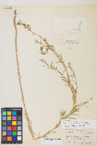 Epilobium brachycarpum image